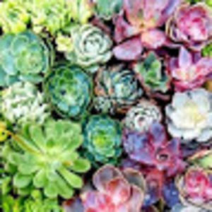 Meet your Posher, Krista